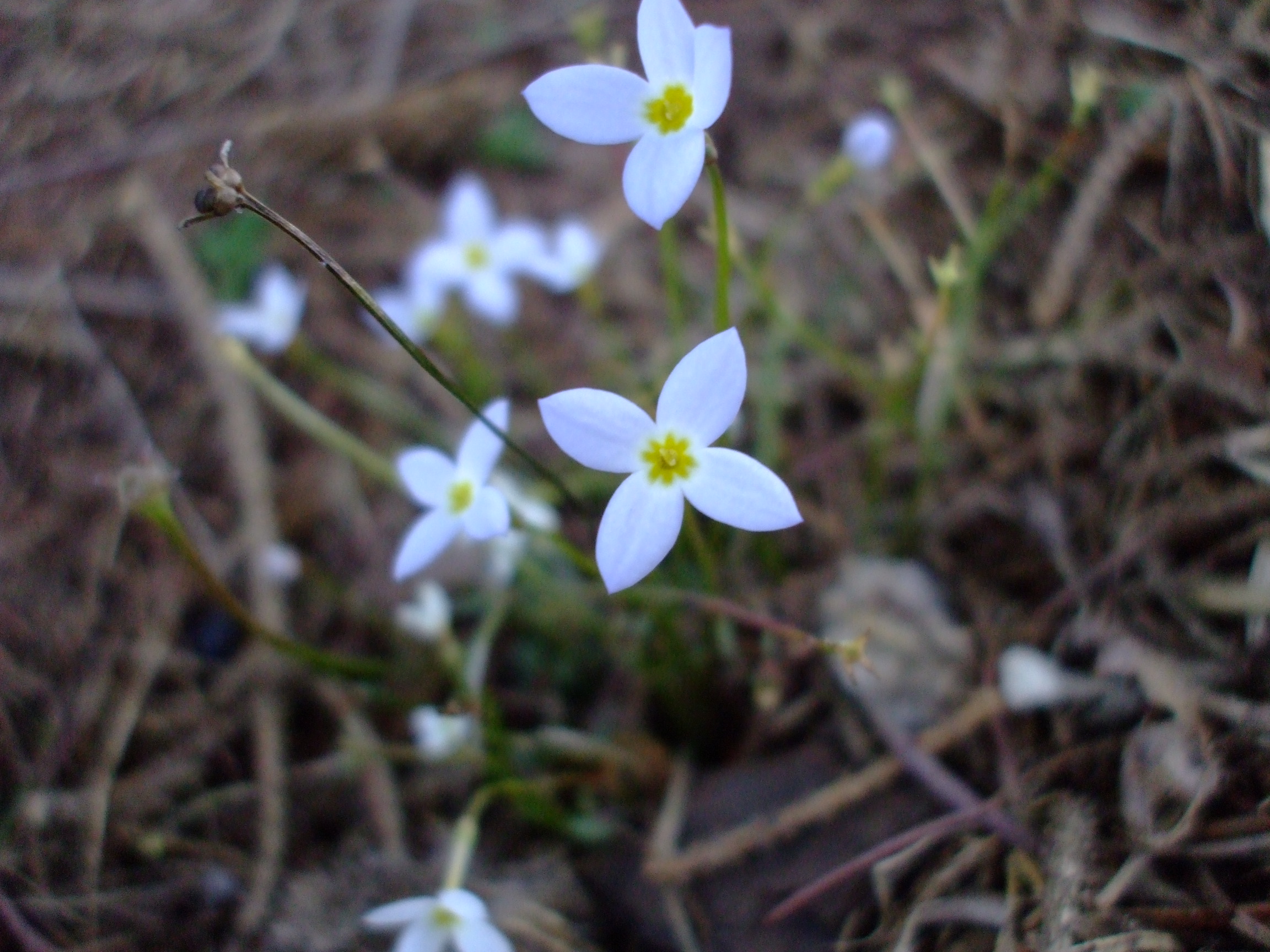 Houstonia caerulea